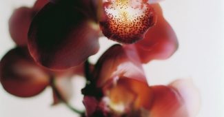 ChatGPT_AI提示词_奢华的深酒红色兰花特写_chatgpt.com.缩略图