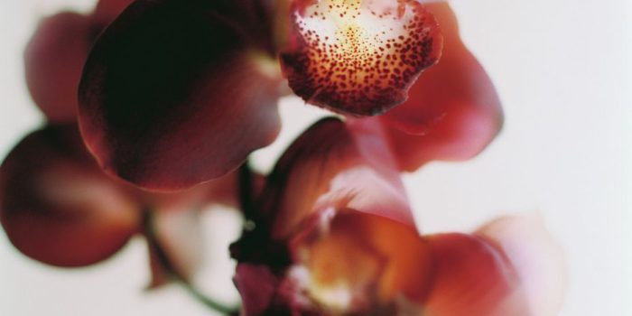 ChatGPT_AI提示词_奢华的深酒红色兰花特写_chatgpt.com.缩略图