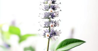 AI提示词_一朵新鲜的香蜂草花_chatgpt会员费多少钱缩略图