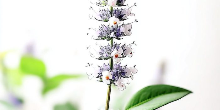 AI提示词_一朵新鲜的香蜂草花_chatgpt会员费多少钱缩略图