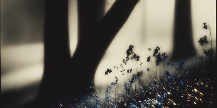 AI提示词_一片野生的蓝铃花林_chatgpt4.0在线网页缩略图