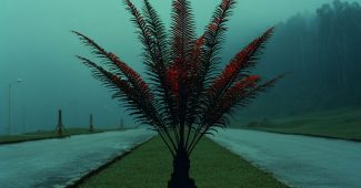 ChatGPT_AI提示词_一株雾中的精致蕨类植物_chatgpt电脑版缩略图