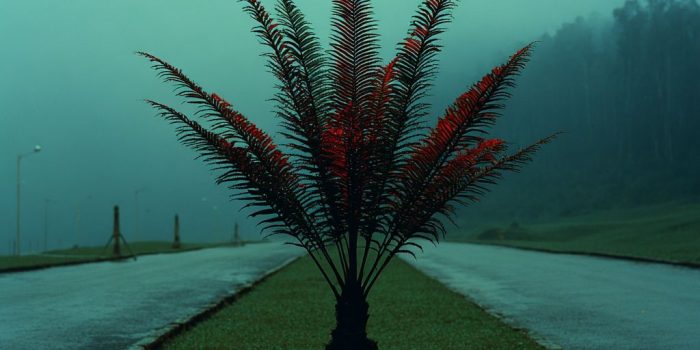 ChatGPT_AI提示词_一株雾中的精致蕨类植物_chatgpt电脑版缩略图