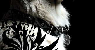 ChatGPT_AI提示词_一只忠诚的金毛猎犬_chatgpt会员有什么功能缩略图