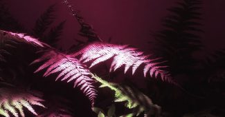 ChatGPT_AI提示词_一个丰盛的蕨类植物谷_chatgpt会员多少钱一次缩略图