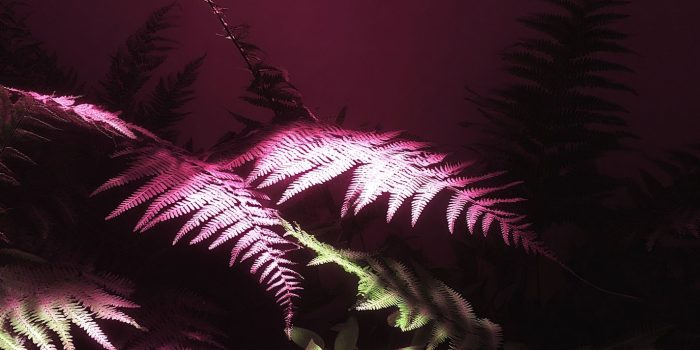 ChatGPT_AI提示词_一个丰盛的蕨类植物谷_chatgpt会员多少钱一次缩略图