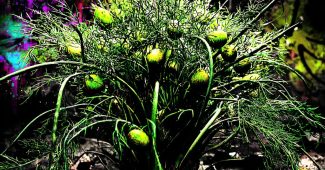 ChatGPT_AI提示词_新鲜的莳萝_chatgpt5.0可以用吗缩略图