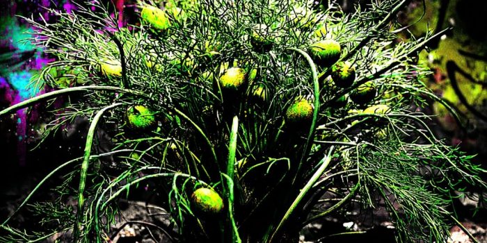 ChatGPT_AI提示词_新鲜的莳萝_chatgpt5.0可以用吗缩略图