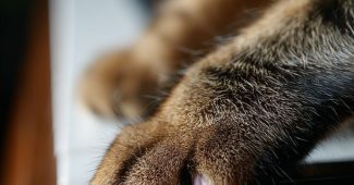 0de0432715f3400eb50e0d68dd29cc85