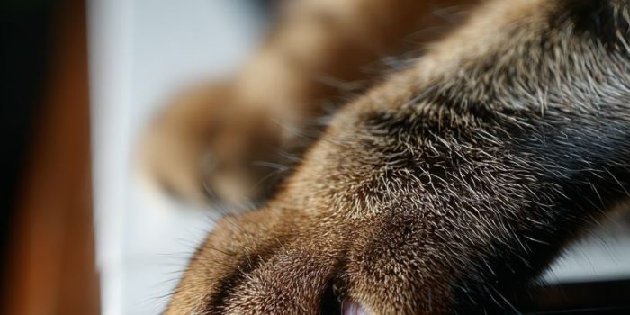 0de0432715f3400eb50e0d68dd29cc85