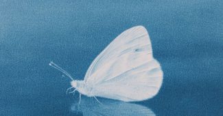 ChatGPT提示词_一只白色蝴蝶在水面上漂浮，背景为蓝色渐变_chat gpt会员多少钱缩略图