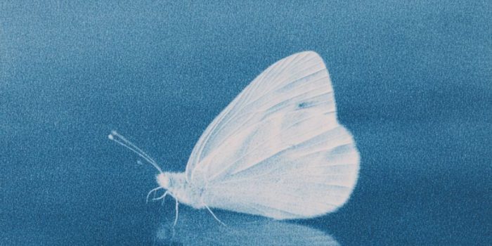 ChatGPT提示词_一只白色蝴蝶在水面上漂浮，背景为蓝色渐变_chat gpt会员多少钱缩略图