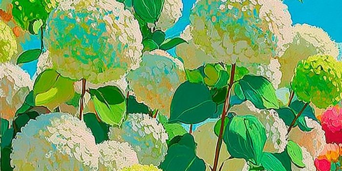 ChatGPT_AI提示词_盛开的绣球花_chatgpt会员多少钱一年缩略图