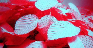 AI提示词_一个顽皮的树叶堆_chatgpt5.1即时聊天缩略图