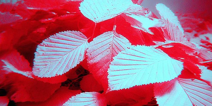 AI提示词_一个顽皮的树叶堆_chatgpt5.1即时聊天缩略图