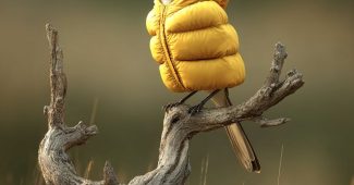 AI提示词_一只穿着充气黄色羽绒服的鸟栖息在干树枝上_chatgpt会员怎么购买缩略图