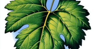 AI提示词_一片宁静的藤叶_chatgpt5.0新增功能缩略图