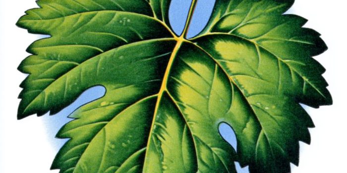 AI提示词_一片宁静的藤叶_chatgpt5.0新增功能缩略图