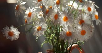 ChatGPT提示词_花瓶里的雏菊、茶壶和杯子在阳光照射下_chatgpt会员收费标准缩略图