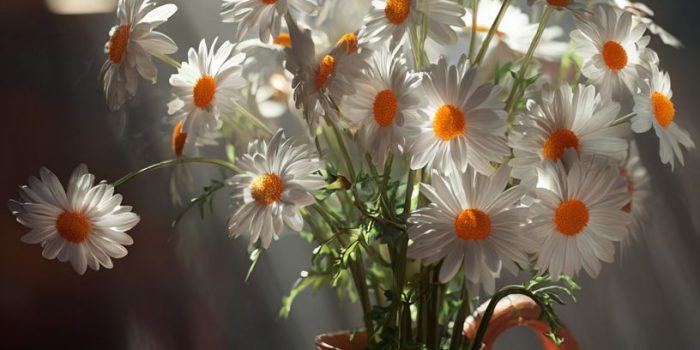 ChatGPT提示词_花瓶里的雏菊、茶壶和杯子在阳光照射下_chatgpt会员收费标准缩略图