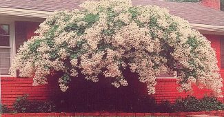 ChatGPT_AI提示词_一株盛开的茉莉花藤_chatgpt会员值得买吗缩略图