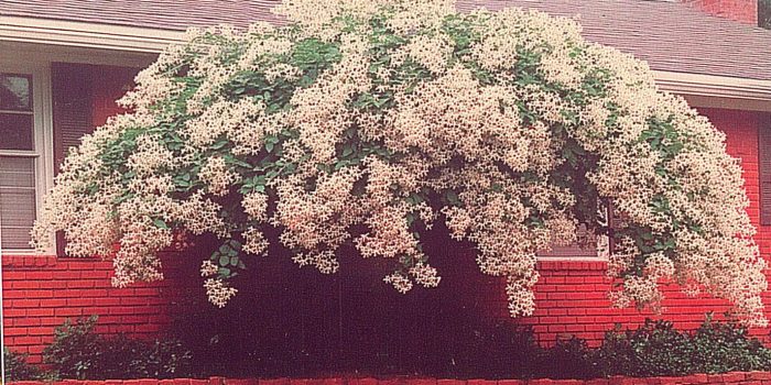 ChatGPT_AI提示词_一株盛开的茉莉花藤_chatgpt会员值得买吗缩略图