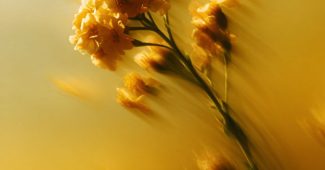 ChatGPT提示词_一朵模糊的花在黄色渐变背景下自由落下_chatgpt会员多少钱一年缩略图