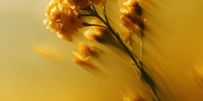 ChatGPT提示词_一朵模糊的花在黄色渐变背景下自由落下_chatgpt会员多少钱一年缩略图