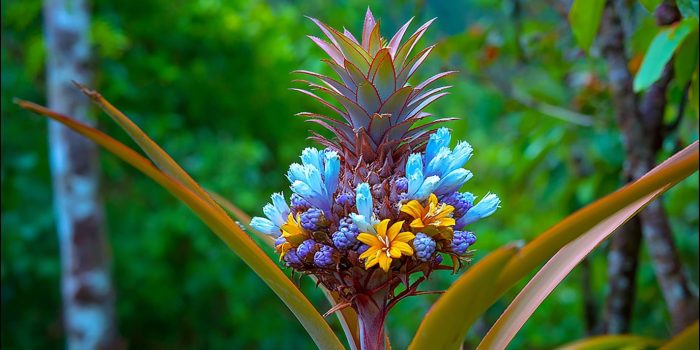 ChatGPT_AI提示词_一种热带菠萝植物_chatgpt网页版官网缩略图