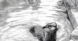 AI提示词_一只流线型的水獺_gpt会员不支持国内银行卡缩略图