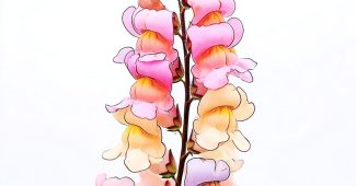 AI提示词_一朵生机勃勃的龙舌兰花_gpt会员多少钱一个月缩略图