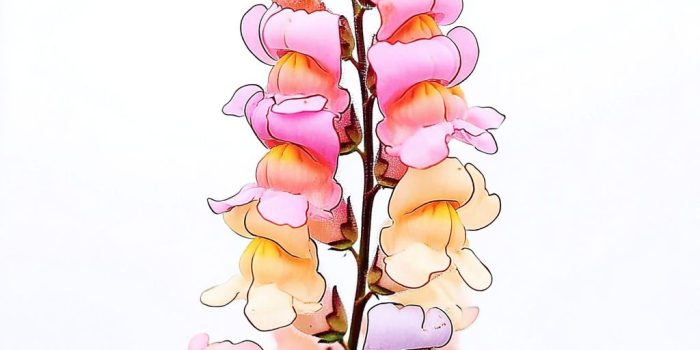 AI提示词_一朵生机勃勃的龙舌兰花_gpt会员多少钱一个月缩略图