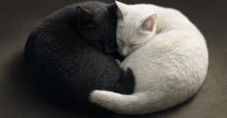 ChatGPT提示词_两只猫穿着伊丽莎白颈圈以阴阳形态 curled，黑色在上，白色在下，只有一条尾巴_chatgpt中文官网缩略图