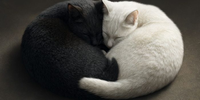 ChatGPT提示词_两只猫穿着伊丽莎白颈圈以阴阳形态 curled，黑色在上，白色在下，只有一条尾巴_chatgpt中文官网缩略图