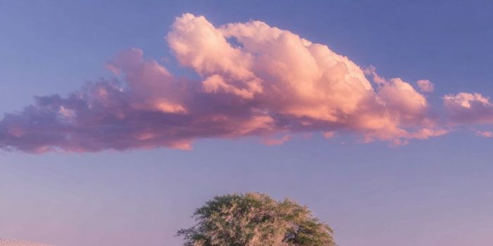 ChatGPT_AI提示词_黄昏时分沙漠的超简约风景中，一棵扭曲树木矗立在风吹起的沙丘上_chatgpt会员激活码缩略图