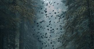 ChatGPT提示词_一辆黑色的阿尔特卡停在森林路中，周围有乌鸦飞翔_chatgpt免费版和付费版区别缩略图