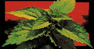 AI提示词_一片新鲜的猫薄荷叶_chat gpt会员怎么购买缩略图