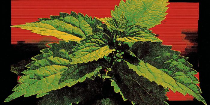 AI提示词_一片新鲜的猫薄荷叶_chat gpt会员怎么购买缩略图