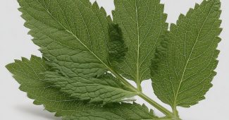 ChatGPT_AI提示词_新鲜薄荷叶_chatgpt5.0官网中文版缩略图