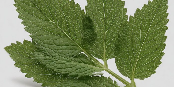 ChatGPT_AI提示词_新鲜薄荷叶_chatgpt5.0官网中文版缩略图