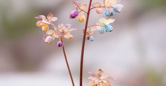 AI提示词_野生女裙草_chatgpt在线网页使用缩略图