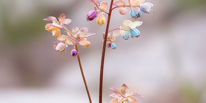 AI提示词_野生女裙草_chatgpt在线网页使用缩略图