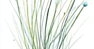 ChatGPT提示词_马尾草的水彩插图展现了细长直立的分段茎，柔和的绿色色调和精致的植物美感缩略图