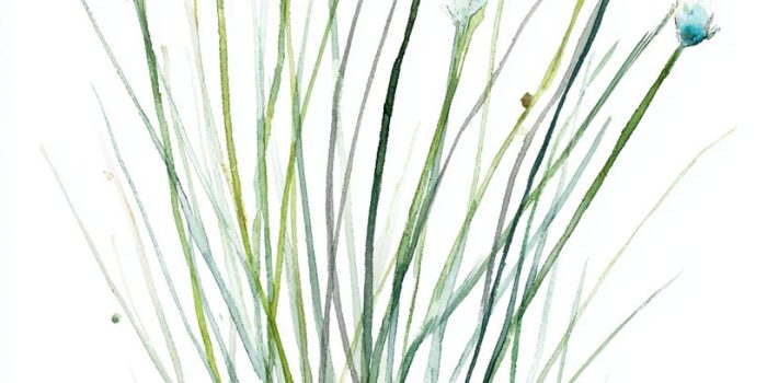 ChatGPT提示词_马尾草的水彩插图展现了细长直立的分段茎，柔和的绿色色调和精致的植物美感缩略图