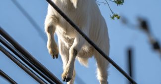 ChatGPT提示词_一只白色山羊在电力线行走_chatgpt 中文缩略图