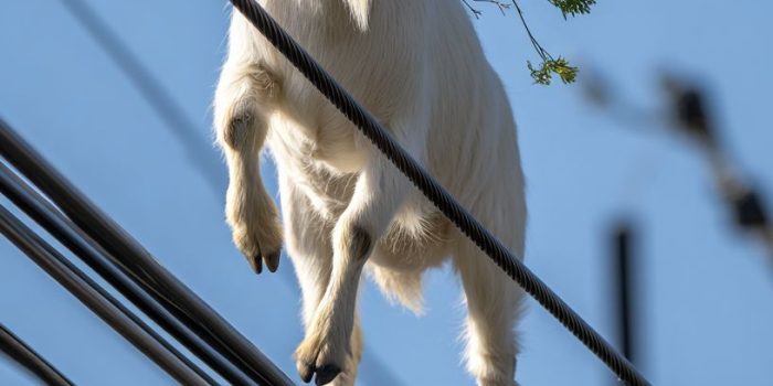 AI提示词_一只白色山羊在电力线行走_chatgpt 中文缩略图