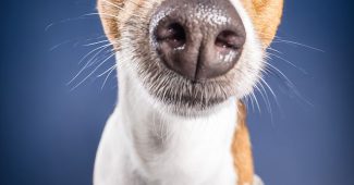 ChatGPT提示词_一只小狗好奇的脸庞在画面的底部，明亮的眼睛直接看向观众_hatgpt plus缩略图