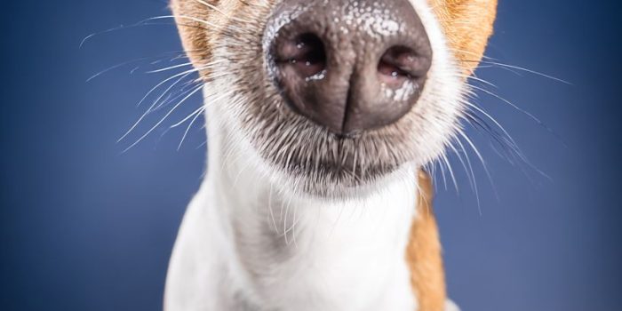 ChatGPT提示词_一只小狗好奇的脸庞在画面的底部，明亮的眼睛直接看向观众_hatgpt plus缩略图