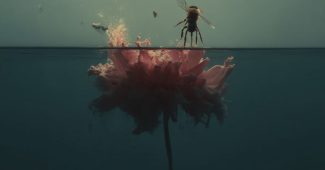 ChatGPT_AI提示词_一只蜜蜂停在水面上漂浮的花朵上_chatgpt网页在线版缩略图