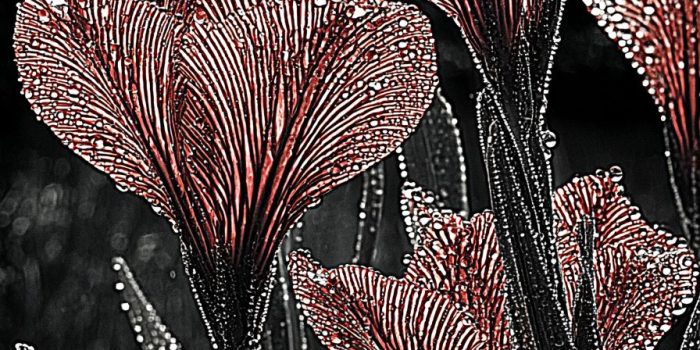 ChatGPT_AI提示词_晨雾中的露珠_chatgpt会员激活码缩略图